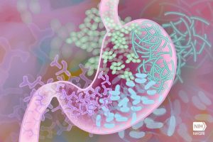 the gut and the microbiome