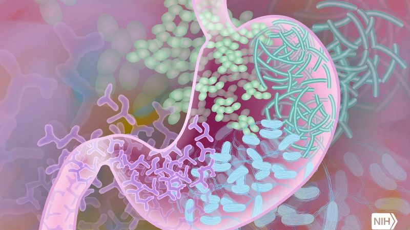The Gut And The Microbiome